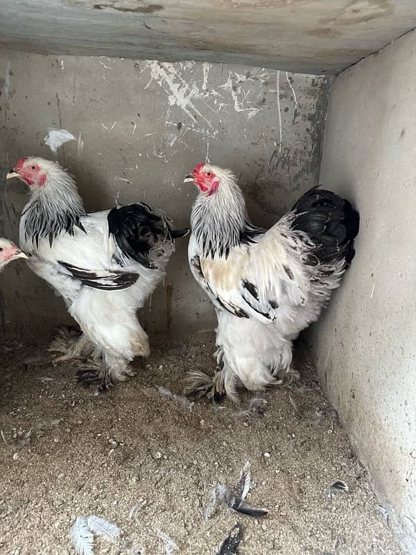 Aseel and white brahma available 8