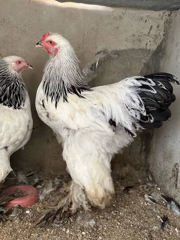 Aseel and white brahma available 9