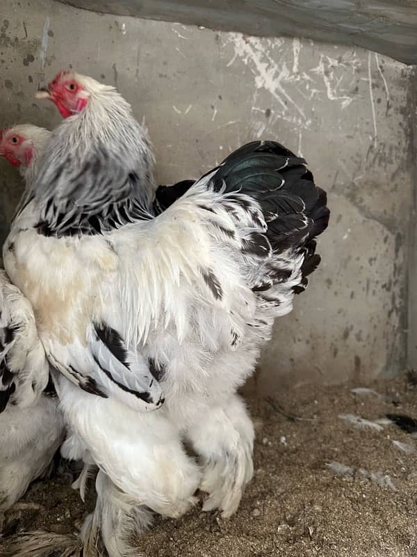 Aseel and white brahma available 10