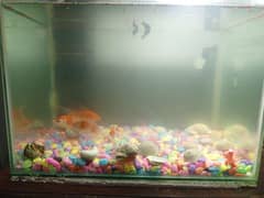 fish aquarium for sale