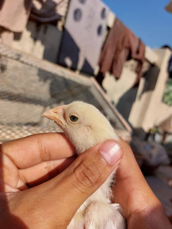 heera chick 1