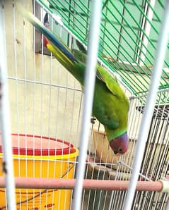 plum head parrot urgent sale