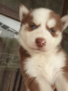 Siberian Husky puppies