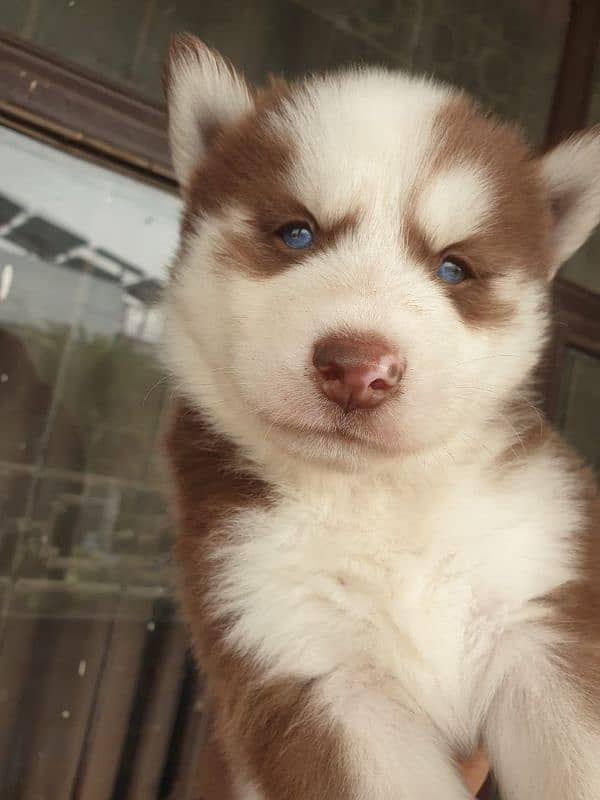 Siberian Husky puppies 0