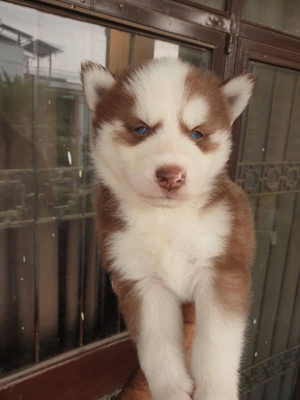 Siberian Husky puppies 1