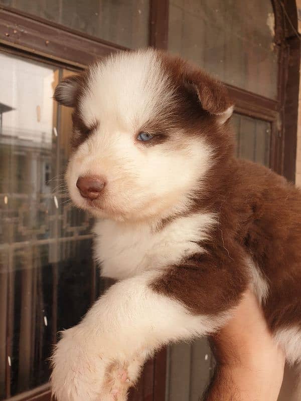 Siberian Husky puppies 3