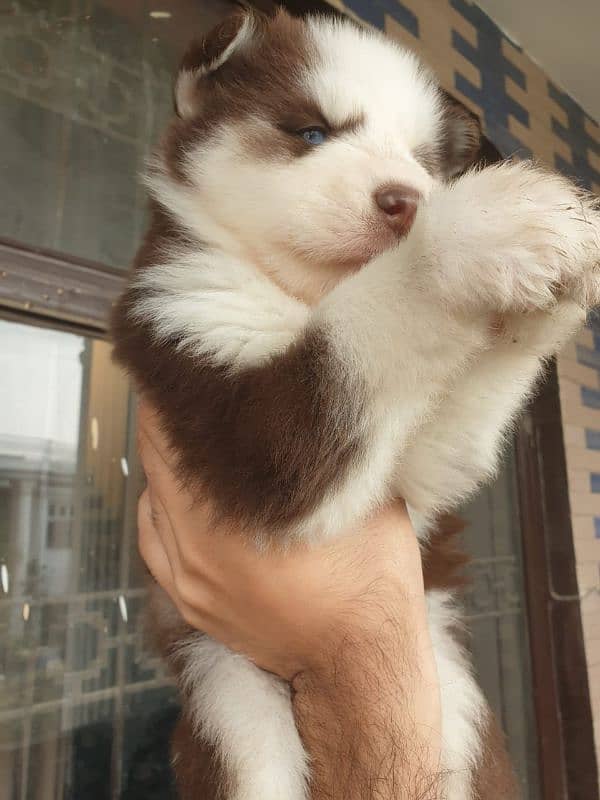 Siberian Husky puppies 4