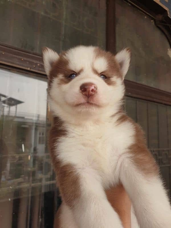 Siberian Husky puppies 6