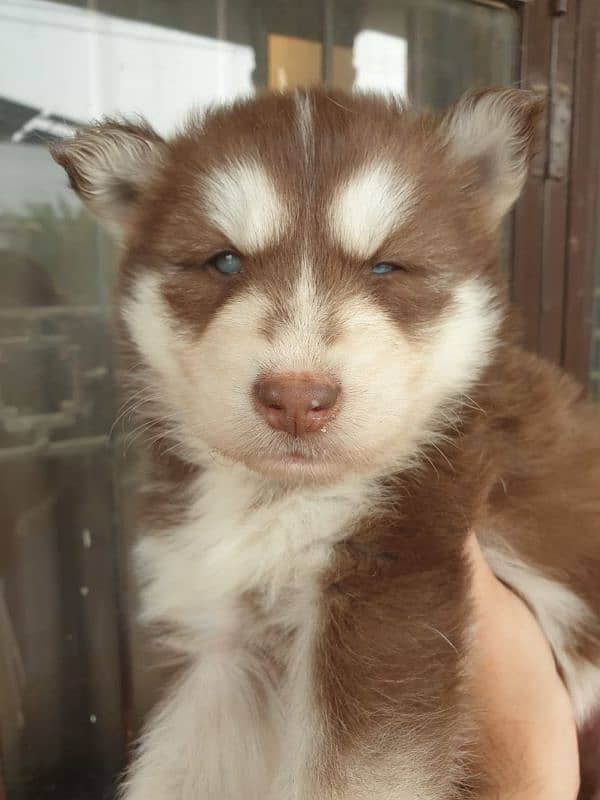 Siberian Husky puppies 7