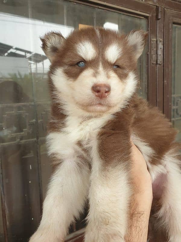 Siberian Husky puppies 8