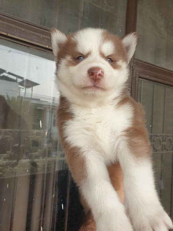 Siberian Husky puppies 11