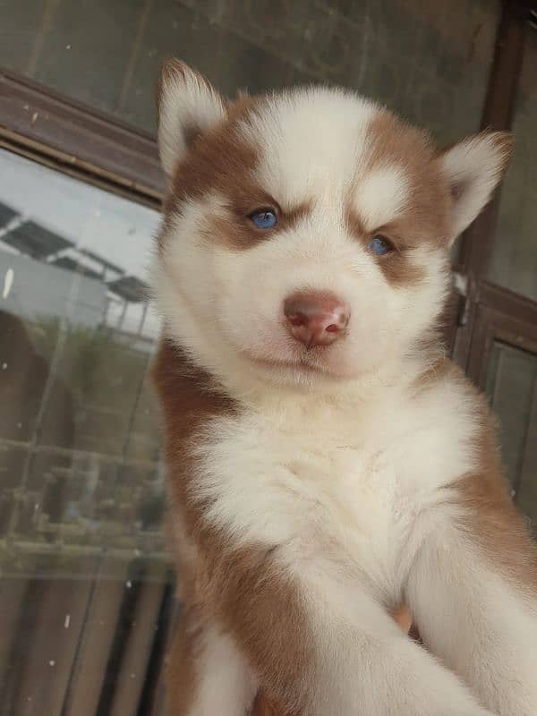 Siberian Husky puppies 13