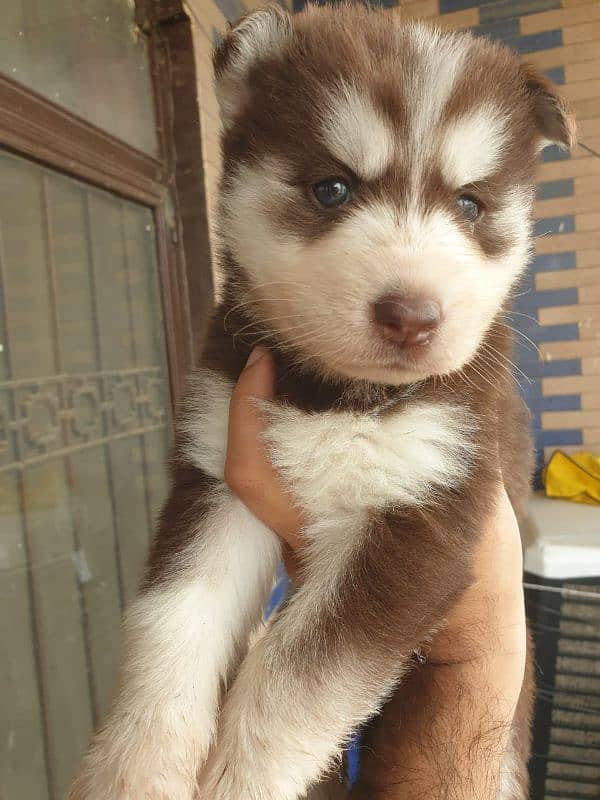 Siberian Husky puppies 14