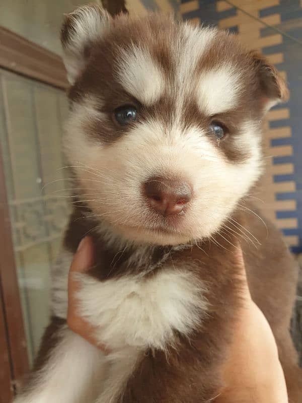 Siberian Husky puppies 15