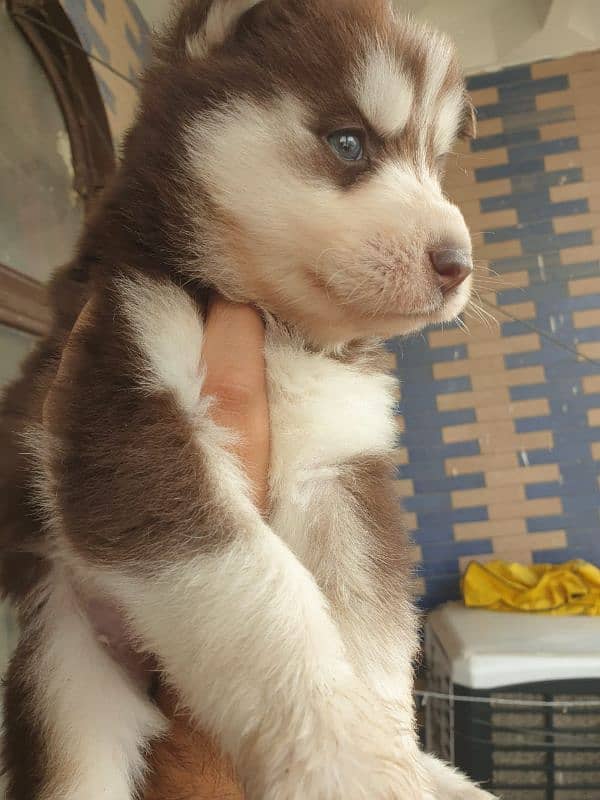 Siberian Husky puppies 16