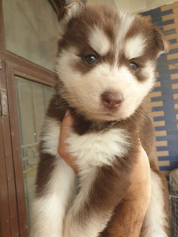 Siberian Husky puppies 17