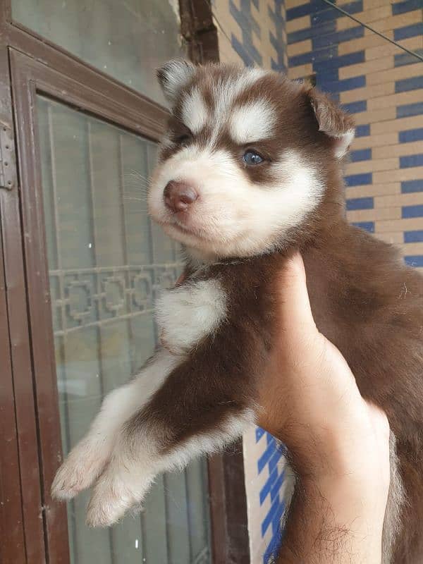 Siberian Husky puppies 18