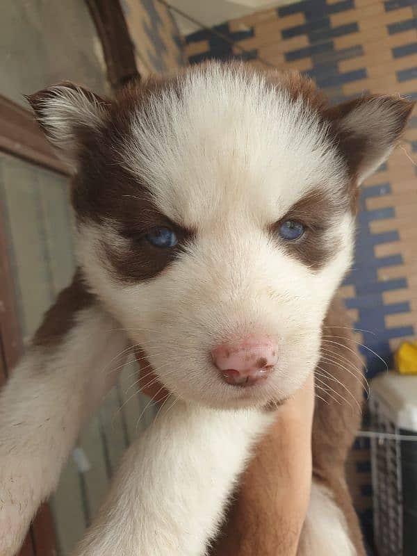 Siberian Husky puppies 19