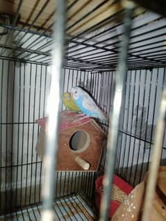 6pariot 3pair breeding pair