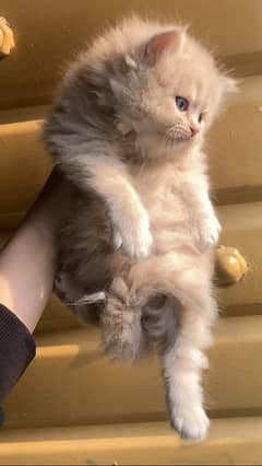 Persian kitten triple coated blue eyes