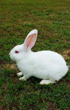 Beautiful Rabbits Sale