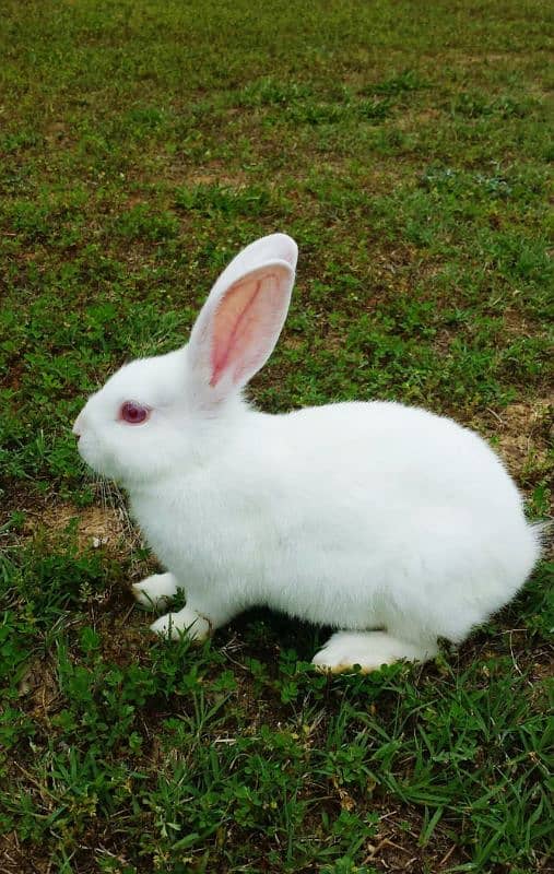 Beautiful Rabbits Sale 0