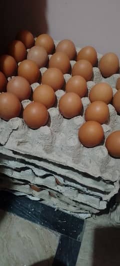 lohman brown desii eggs available hain 03091416118 whtss app number