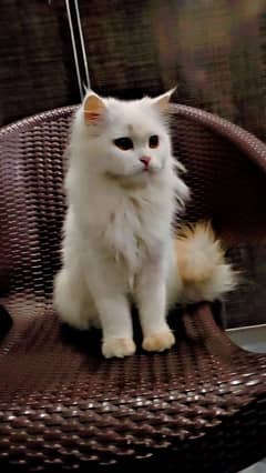 Persian cat only for sale