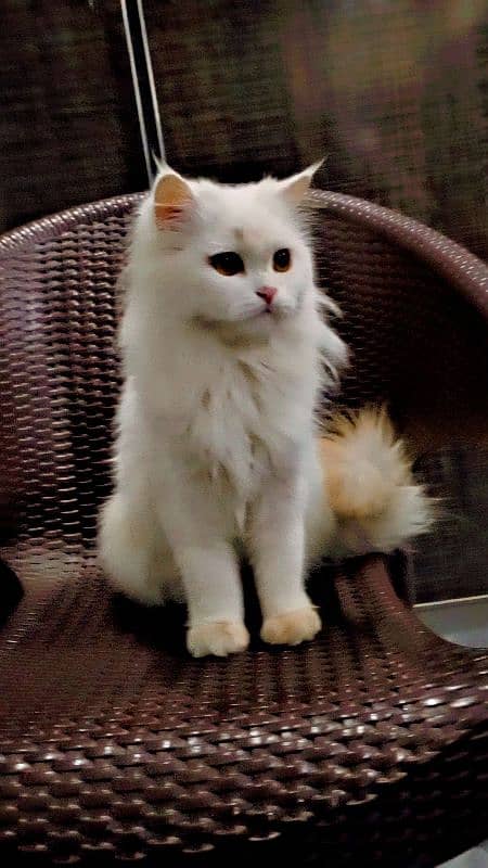 Persian cat only for sale 0