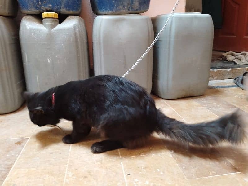 Semi Percian Female Cat for Sale 6