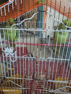 parrot sale with cage