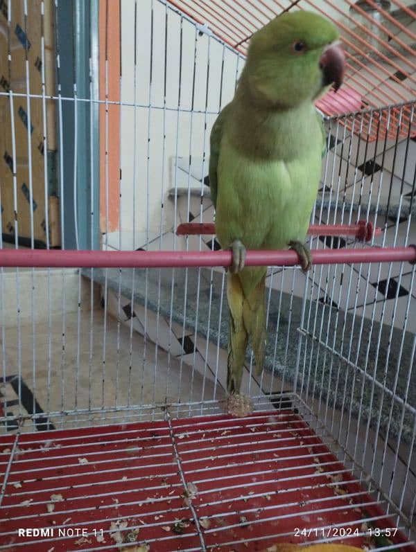 parrot sale with cage 1