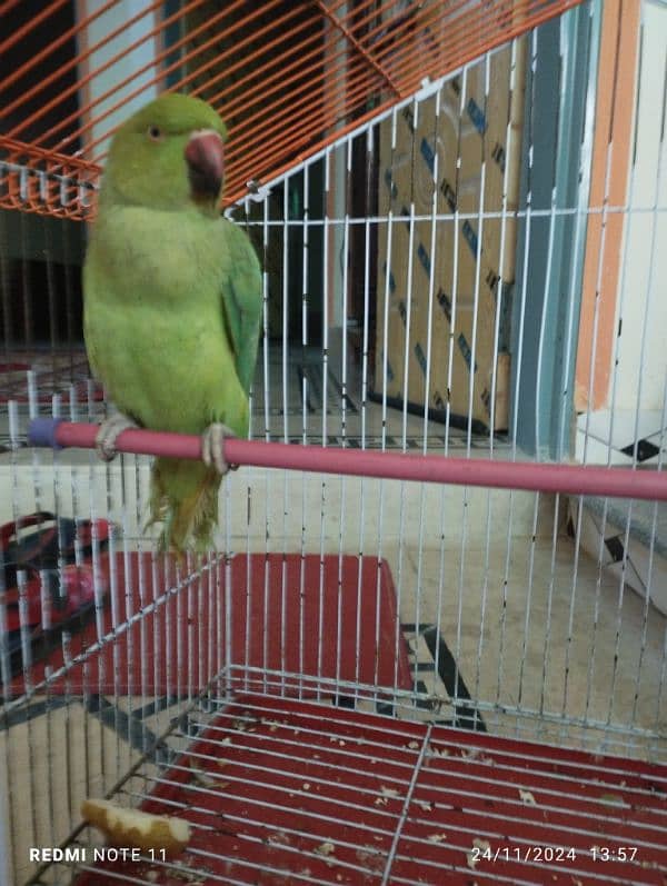 parrot sale with cage 2