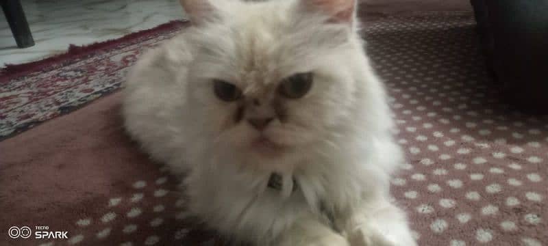 Persian Cat 0