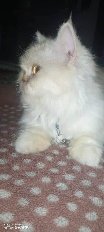 Persian Cat 1