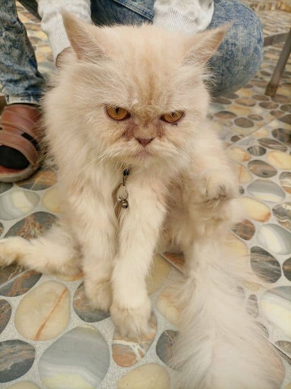 Persian Cat 2