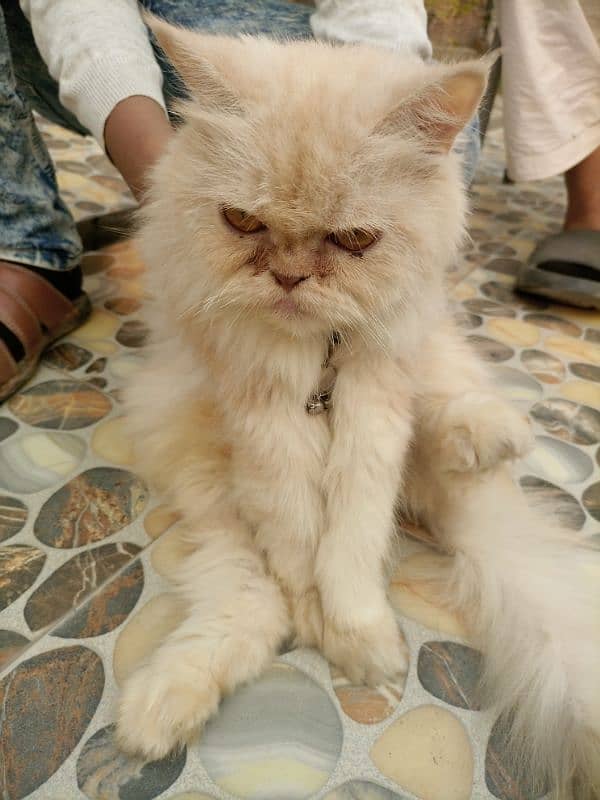 Persian Cat 3