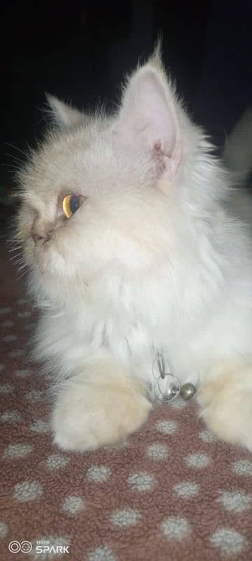 Persian Cat 4