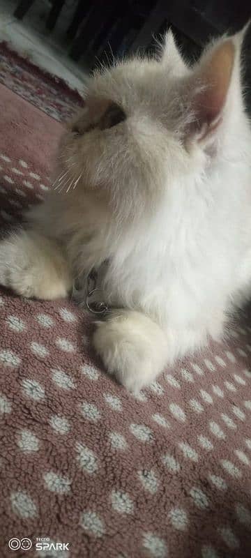 Persian Cat 5