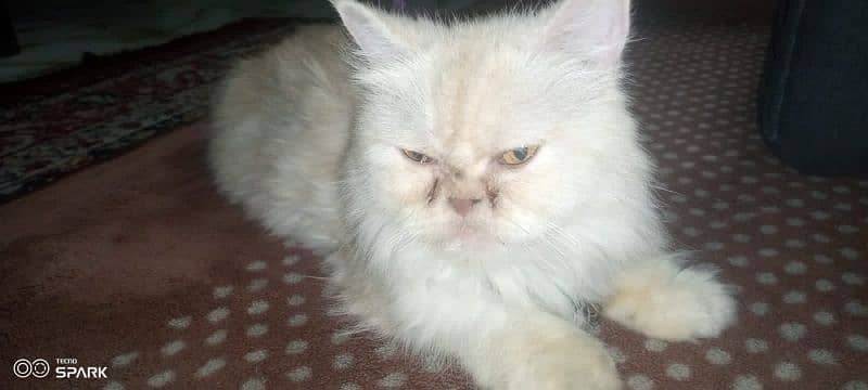 Persian Cat 6