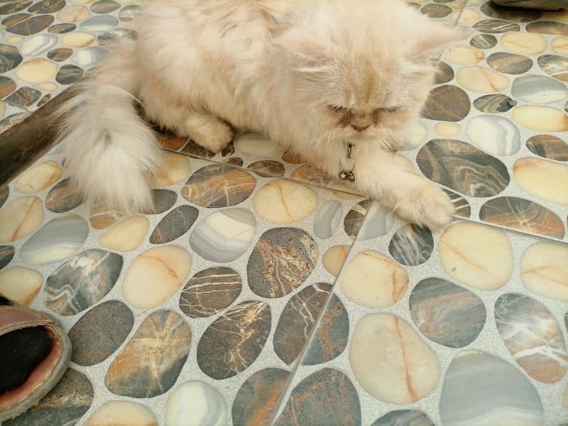 Persian Cat 7