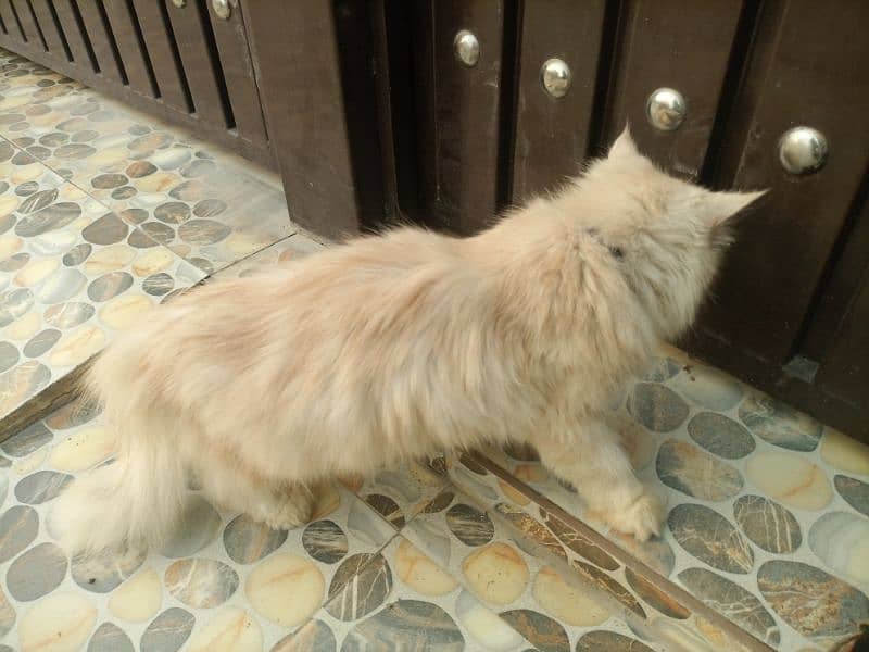 Persian Cat 9