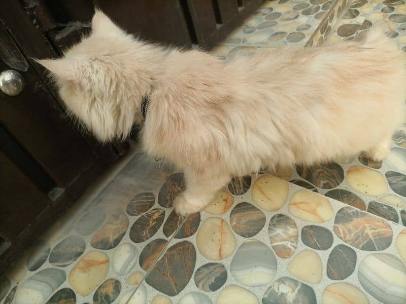 Persian Cat 10