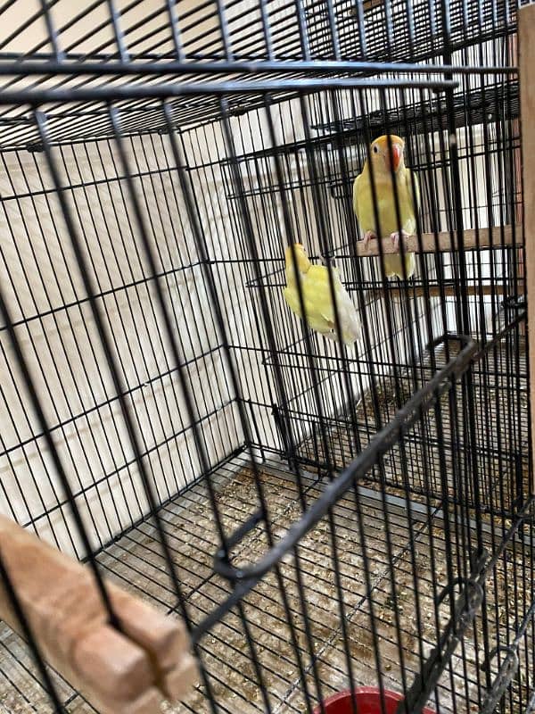 love birds setup for sale 4