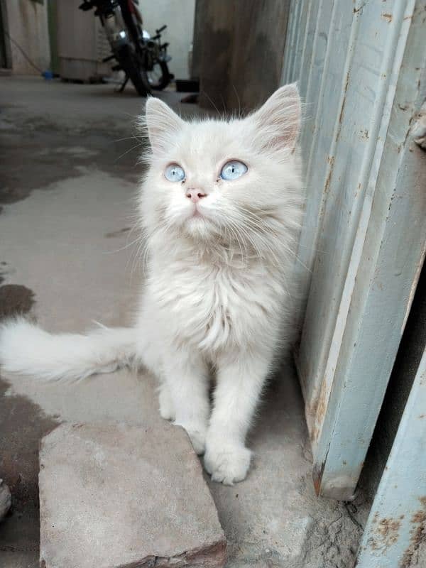 Persian cat/Persian kitten/Cat for sale 5