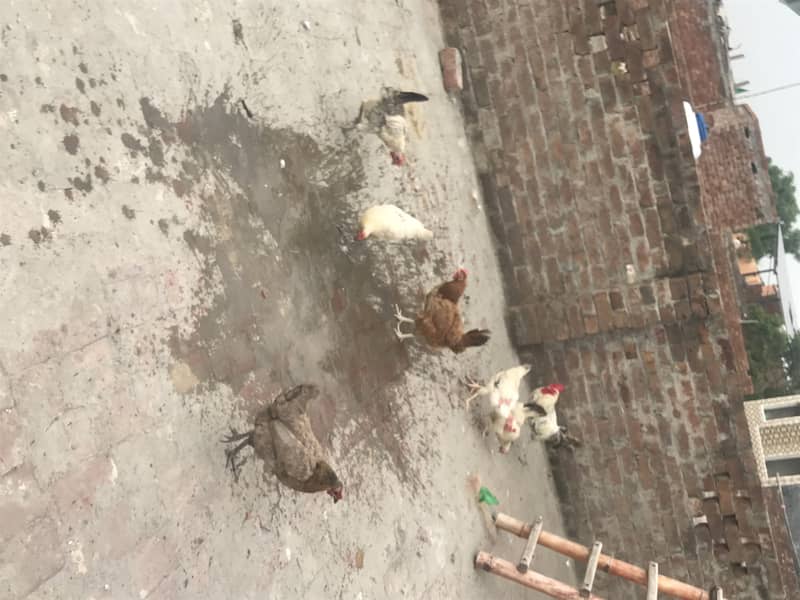 Desi hens available 5