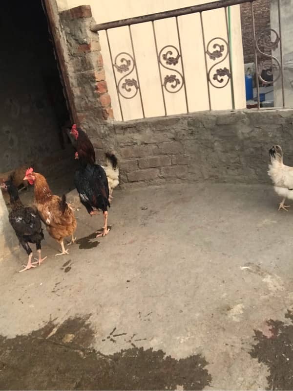 Desi hens available 9