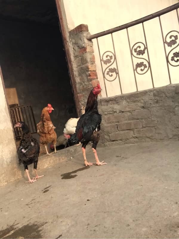 Desi hens available 10