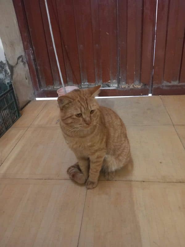 persian | adult cat | ginger colur | healthy and vaccinated| 6