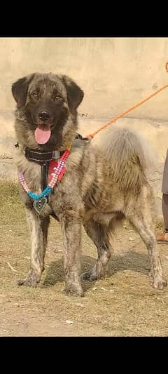 pure kady bakhar Waal male age 11 month full sequrty train for sale